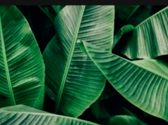 Banana Leaves Found Effective in Treating Ten Various Diseases